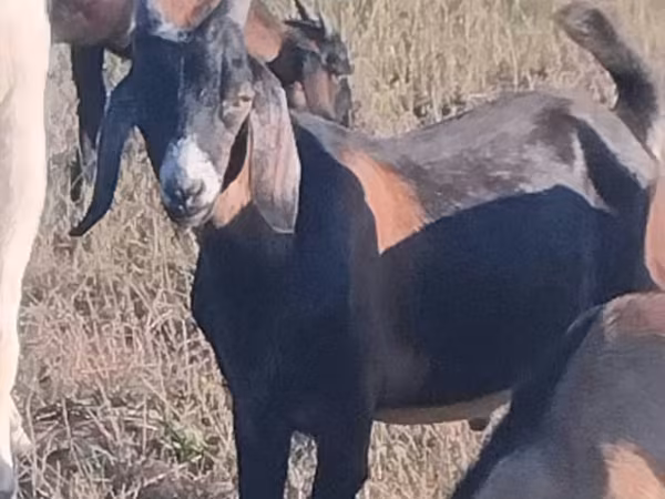 تيس, Nubian Goat