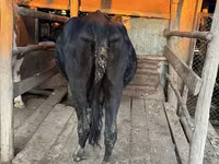 Sigir, Latvian Blue cattle — 5-rasm