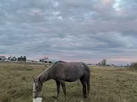 Mare, Horse breed — photo 5