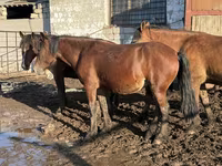 母马, Horses — 照片 1