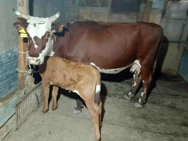 Kuh, Latvian Blue cattle