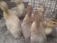 Ducks — الصورة 1
