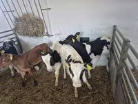 Bulle, Russian Black pied cattle — Foto 5