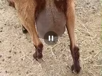 Ziege, Saanen goat — Foto 7