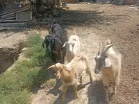 बकरियाँ (लॉट, लिंग निर्दिष्ट नहीं), बकरियाँ — फ़ोटो 2