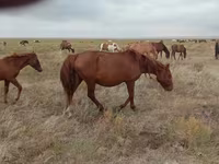 فرس, Mugalzhar horse — الصورة 5