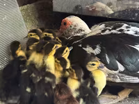 Ducks — الصورة 2