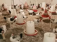 Chickens — Foto 5