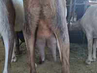 Ziege, Nubian Goat — Foto 3