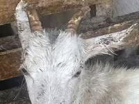 Dişi keçi, Saanen goat — foto 2