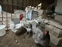 Australorp — Foto 2