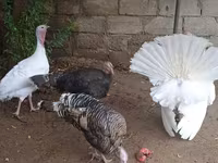Turkeys — الصورة 3