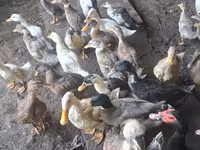 Ducks — الصورة 2