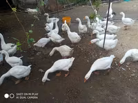 Geese — foto 2
