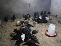 Blanca de pechuga ancha — foto 4