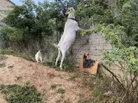 Keçilər (partiya, cinsi göstərilməyib), Saanen goat — foto 2