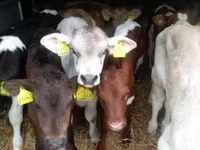 ثور, Simmental cattle — الصورة 1