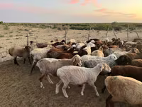 İnək, Simmental cattle — foto 7