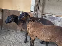 نعجة, Karakul sheep — الصورة 4