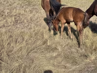 Stute, Kazakh horse — Foto 3