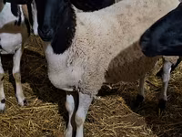 公羊, Dorper sheep — 照片 1