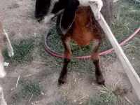 Qoç, Qoyunlar — foto 2