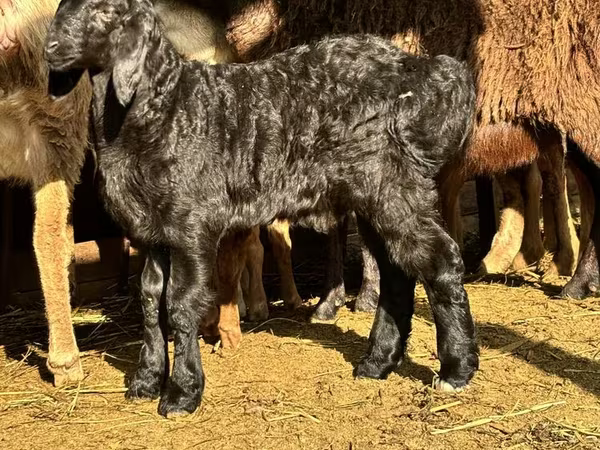Qoç, Arashan sheep