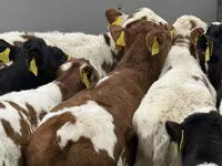 Rinder (Partie, Geschlecht nicht angegeben), Russian Black pied cattle — Foto 3