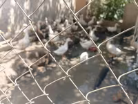 Ducks — الصورة 5