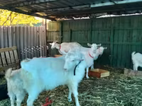 母山羊, Pomellata goat — 照片 7