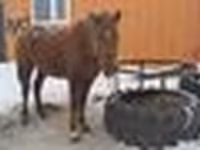 घोड़ी, Kazakh horse — फ़ोटो 5