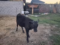Buğa, Alatau irqi — foto 1