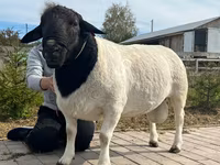 मेढ़ा, Dorper sheep — फ़ोटो 4