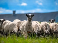 Widder, Romanov sheep — Foto 1