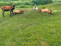 बकरा, Nubian Goat — फ़ोटो 2