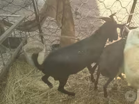 母山羊, Murcia-Granada goats — 照片 5