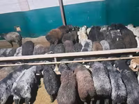 Qoç, Qoyunlar — foto 1