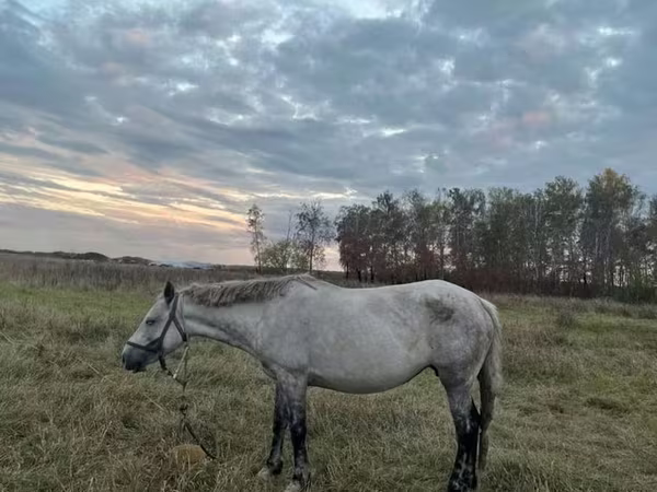 Mare, Horse breed