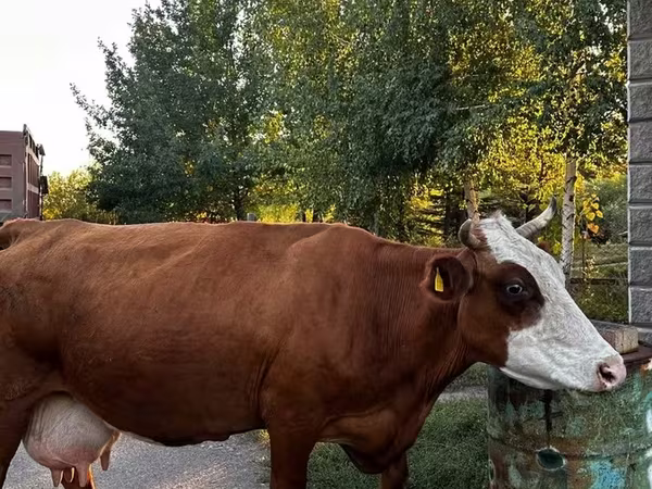 İnək, Qazaxıstan ağbaş inəyi