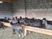 Овца, Бараны — фото 2