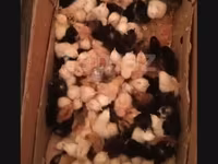 Chickens — फ़ोटो 4