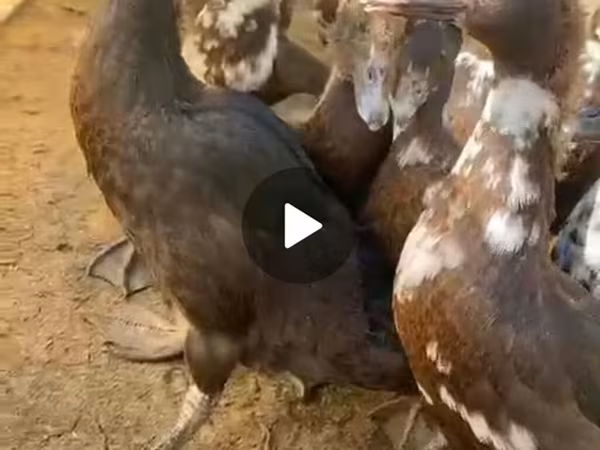 مسكوفي منزلي