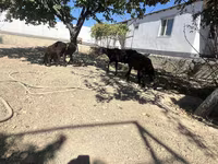 公羊, Sheep — 照片 5