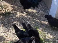 Ayam Cemani — Foto 8