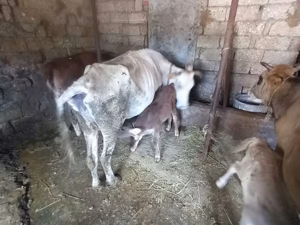 गाय, Simmental cattle