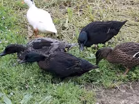 Ducks — Foto 4