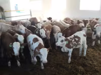 ثور, Simmental cattle — الصورة 1