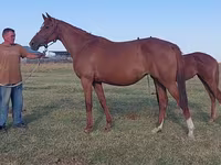 Hengst, Thoroughbred horse — Foto 4