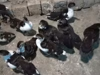 Ducks — 1-сурет