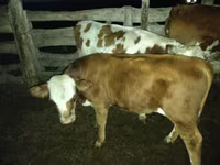 Bulle, Simmental cattle — Foto 5